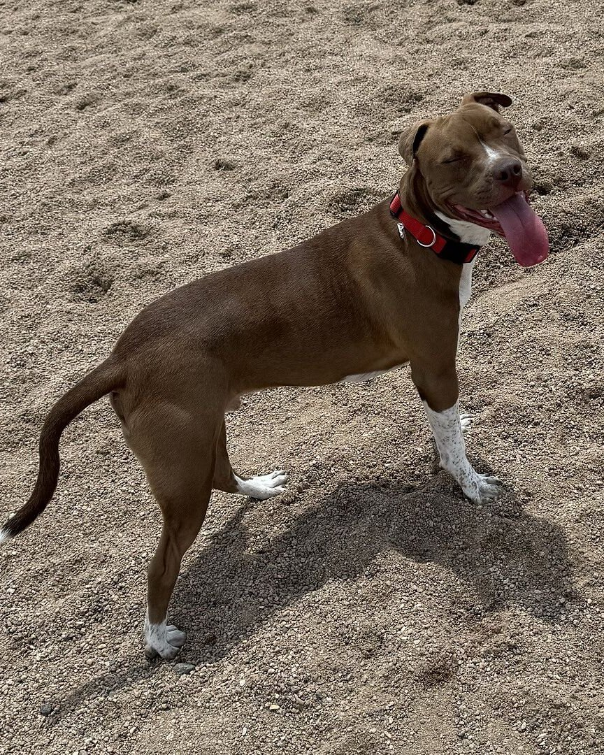 Brandon S.'s brown and white pit bull, Saint, standing in the sand with his tongue out