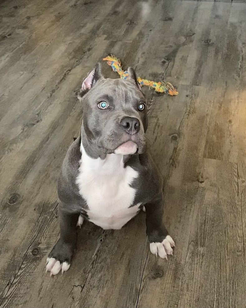 Brenda R.'s blue American Bully with blue eyes sitting on a wood floor
