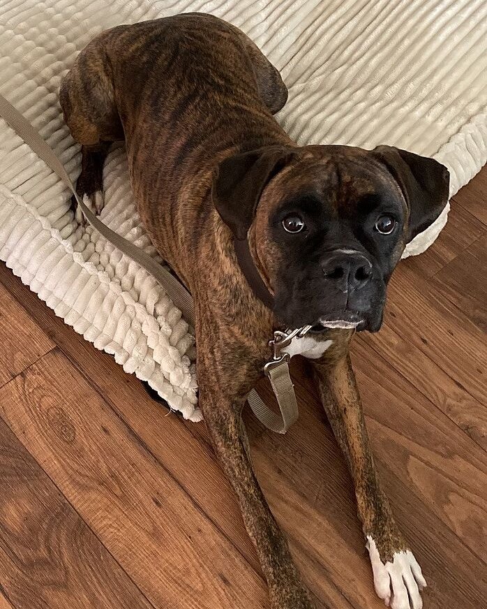 James W.'s brindle Boxer lying on the floor by his bed