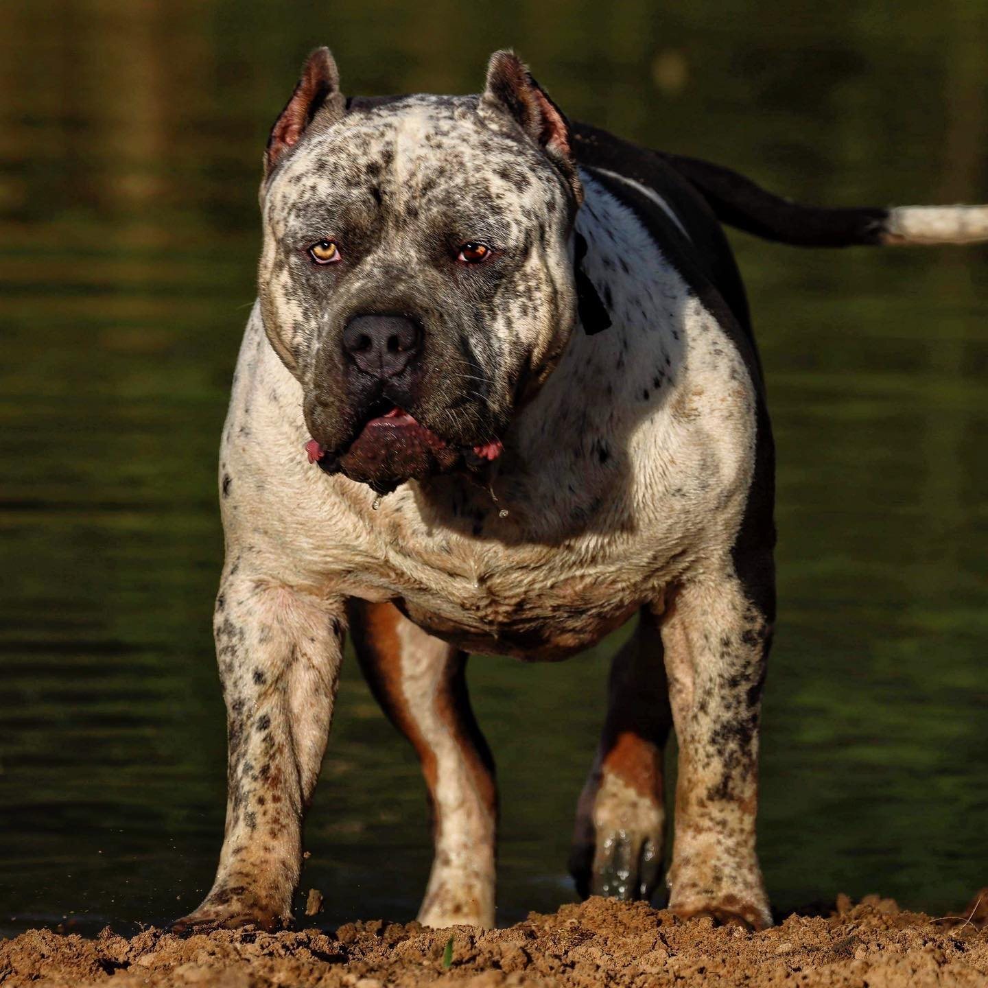 Merle American Bully standing by a pond, an Incredibullz dog