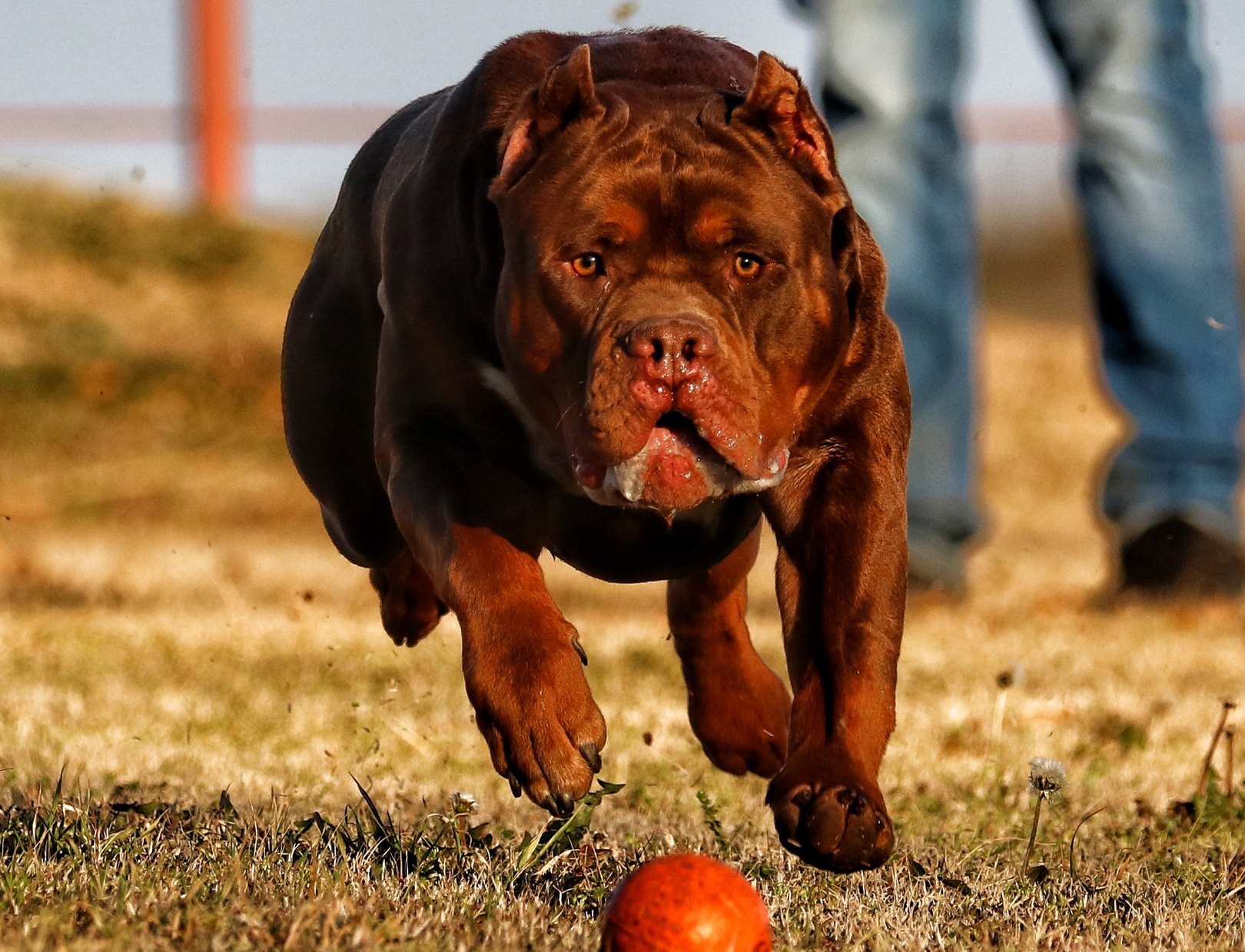 Mr. Cadbury, a chocolate American Bully from the Incredibullz, running toward the camera after a ball