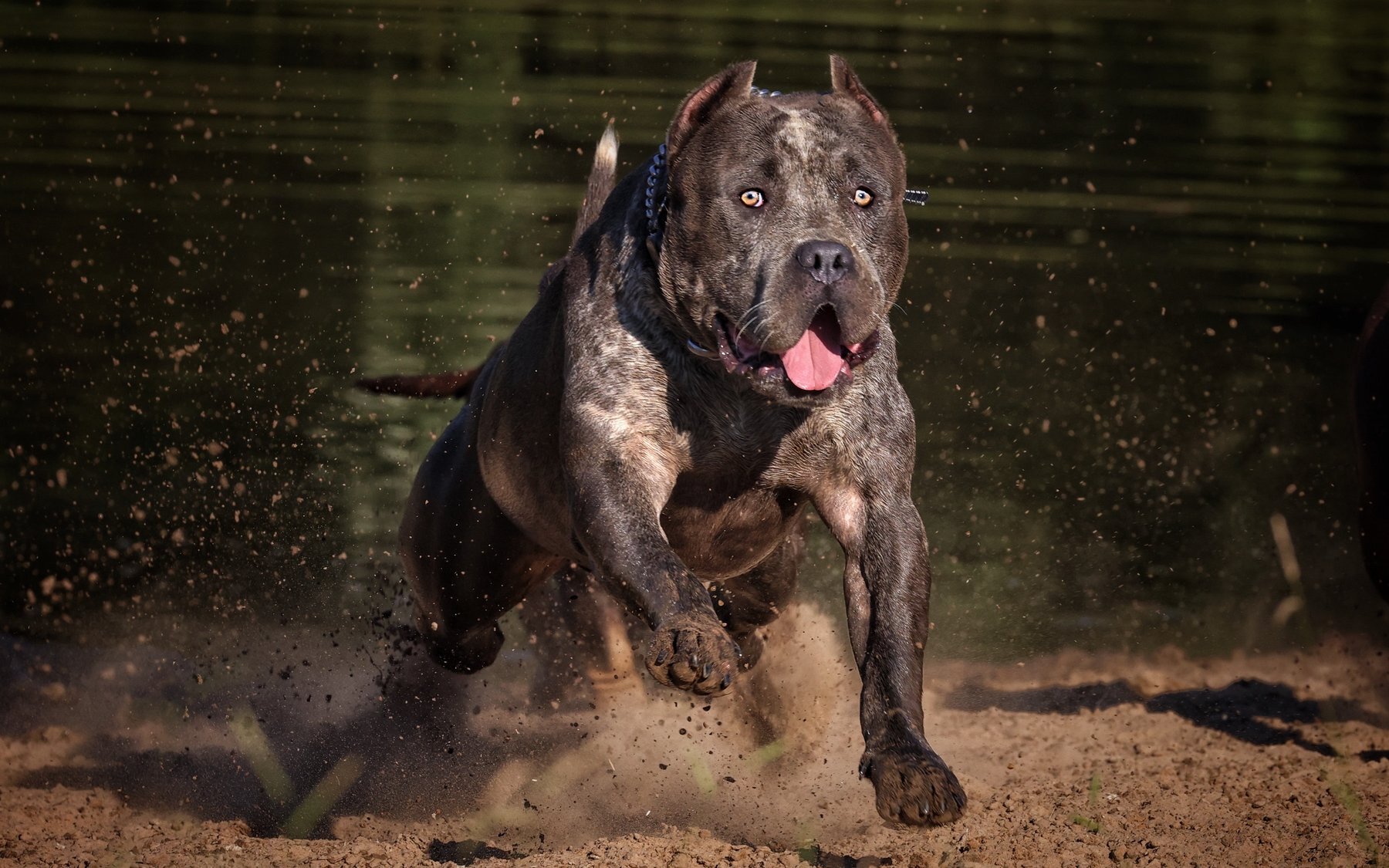 Muscular blue brindle American Bully from the Incredibullz running through sand by a pond