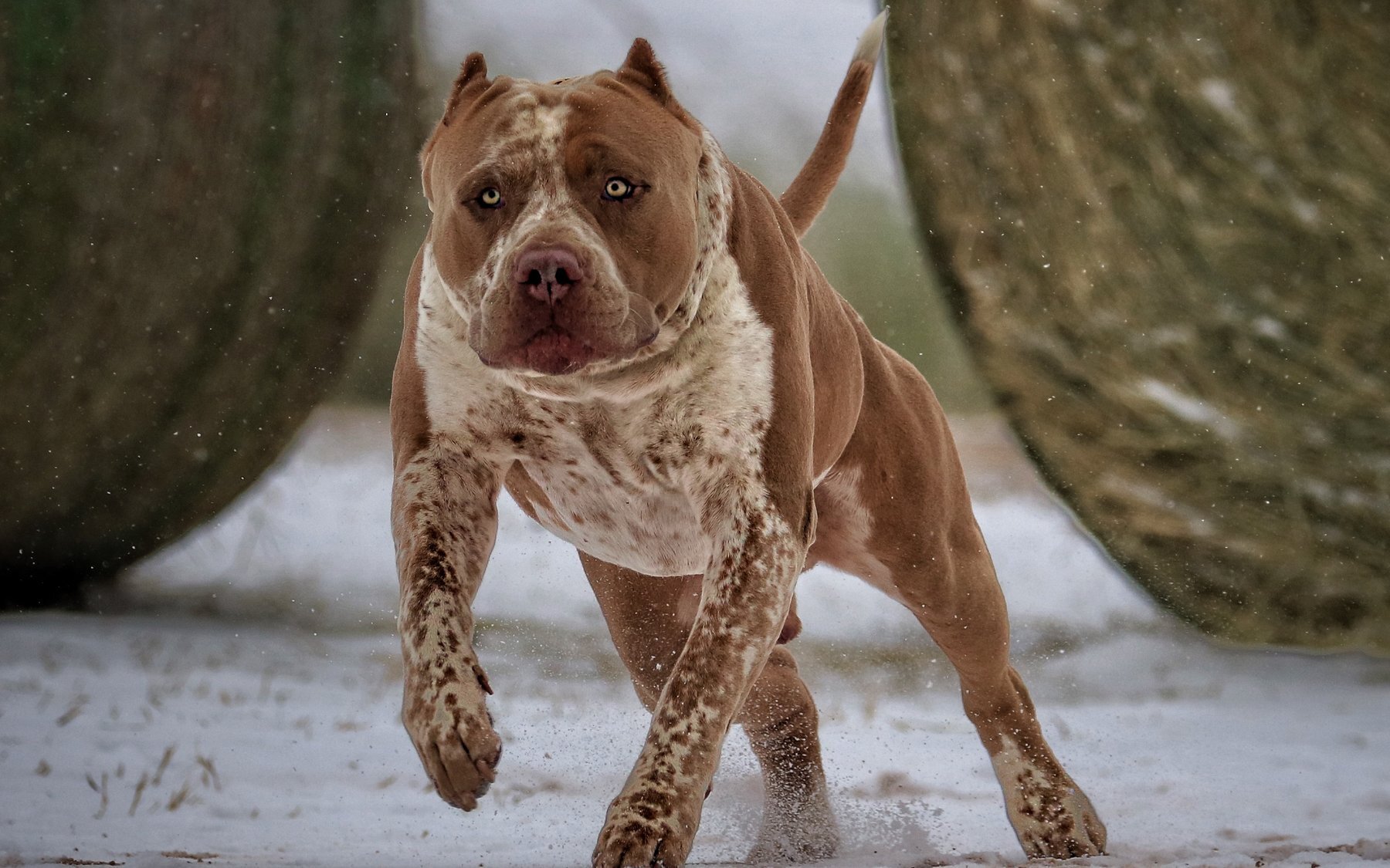 Muscular red merle American Bully from the Incredibullz charging through snow between hay bales