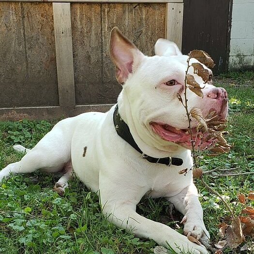 Paul S.'s white pit bull lying in the grass