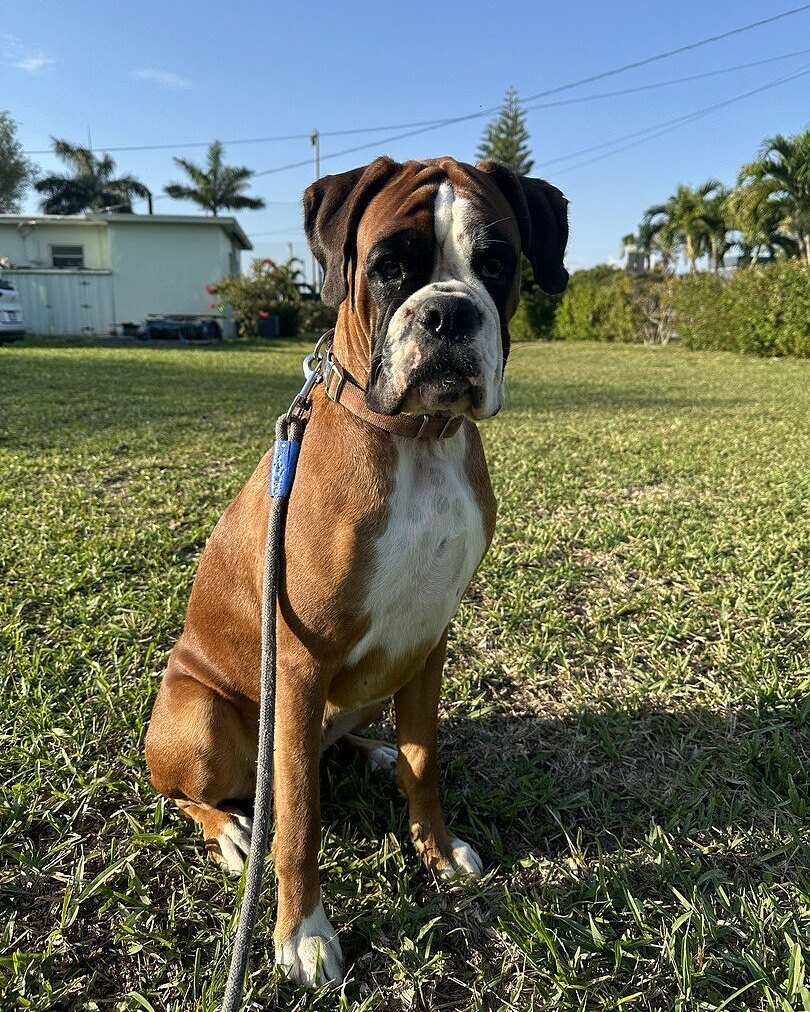 Silvia R.'s fawn and white Boxer sitting on green grass under a blue sky