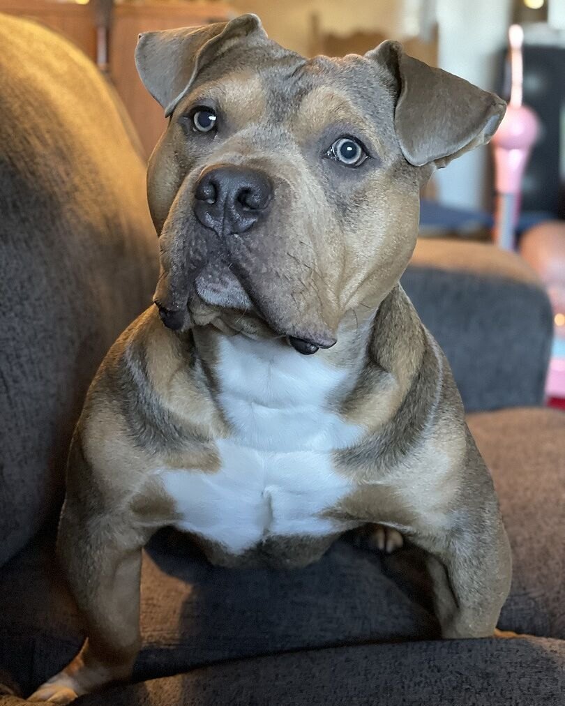 Tabitha R.'s blue fawn bully sitting on a couch