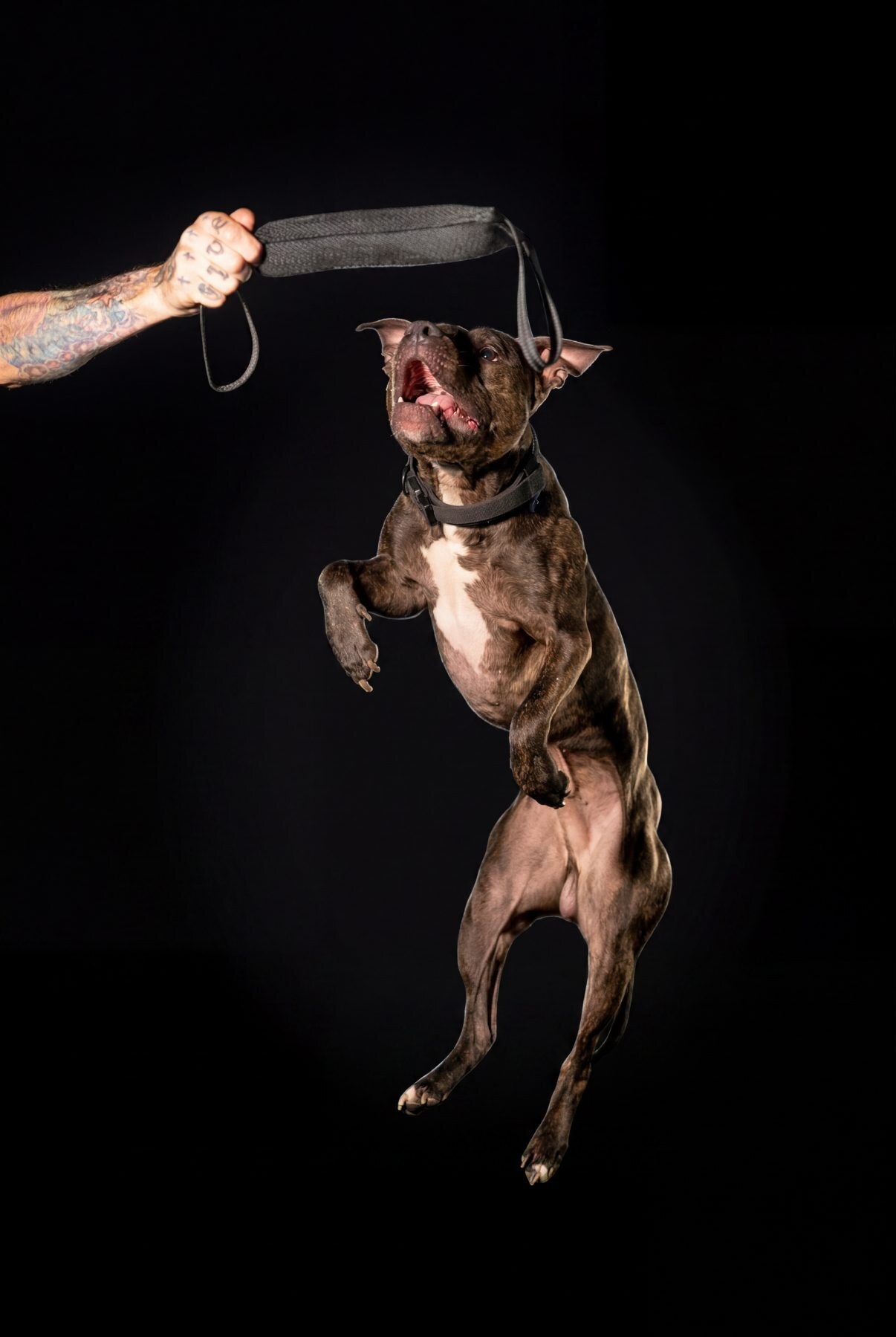 Aaron Wise's brindle American Pit Bull Terrier jumping to grab a tug toy held by Aaron Wise