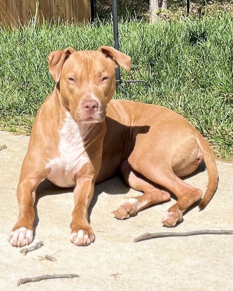 Chris S.'s red pit bull lying in the sun on a driveway