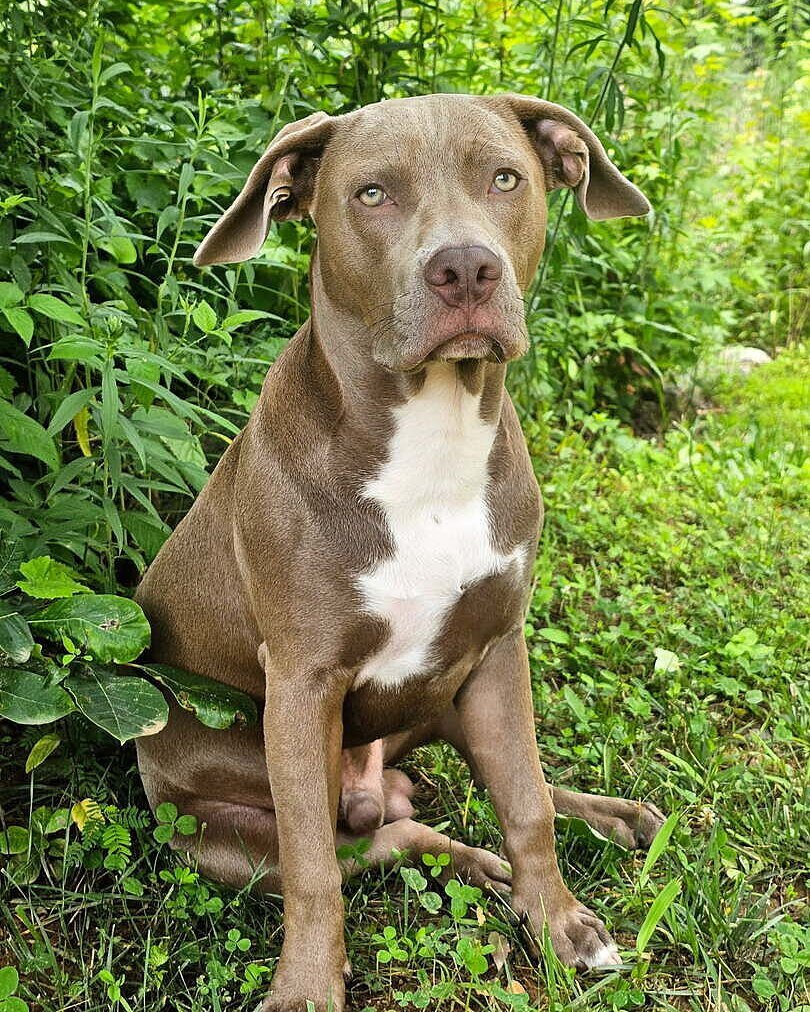 Isaiah R.'s fawn and white pit bull sitting among green plants