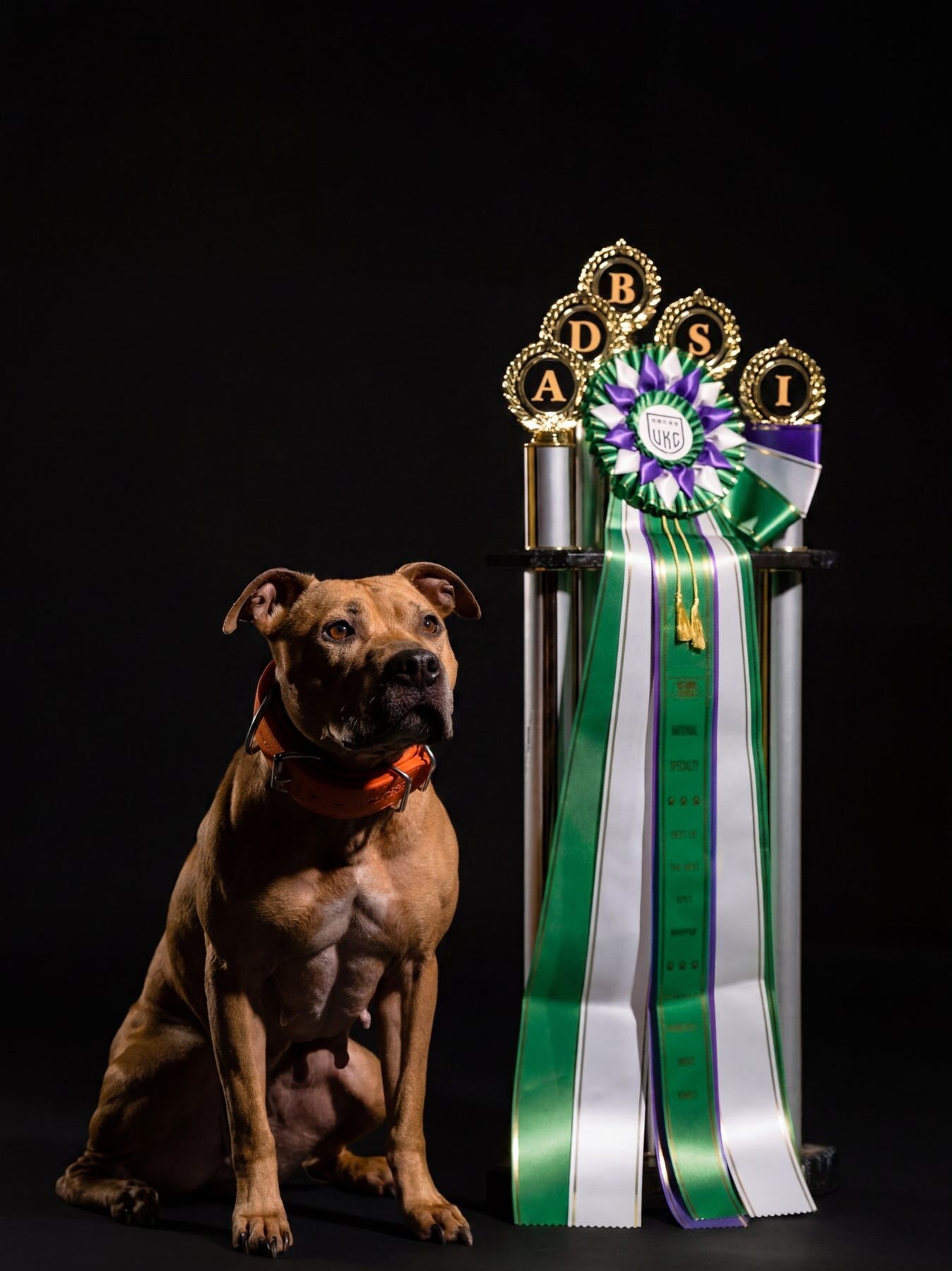 Kevlar, Dani Cyr's American Pit Bull Terrier, sitting beside a tall show trophy with green ribbons