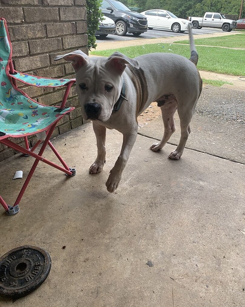 Sharman P.'s gray pit bull puppy standing on a driveway