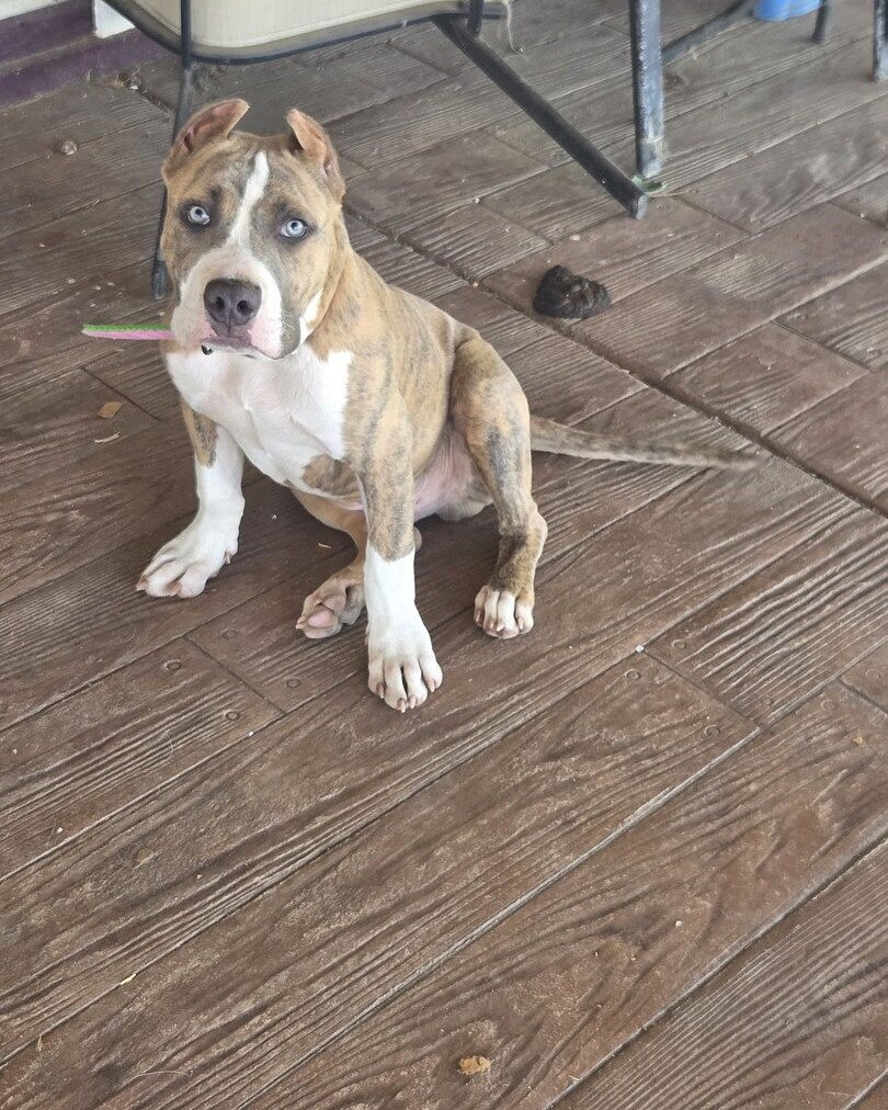 Topenga Q.'s pit bull puppy sitting on a patio