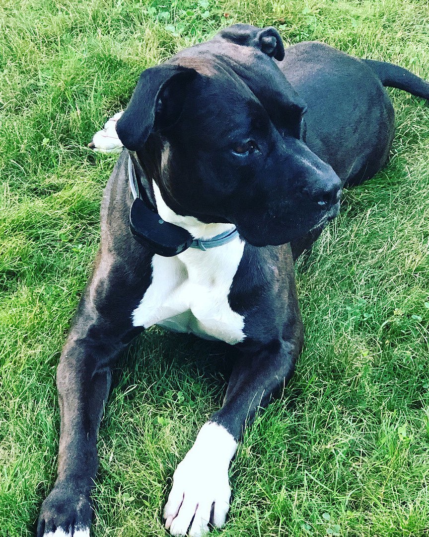Tracy D.'s black and white pit bull lying on the grass