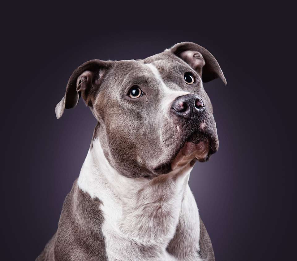 Best Food for Pitbulls 100 Organic High Protein & Fat