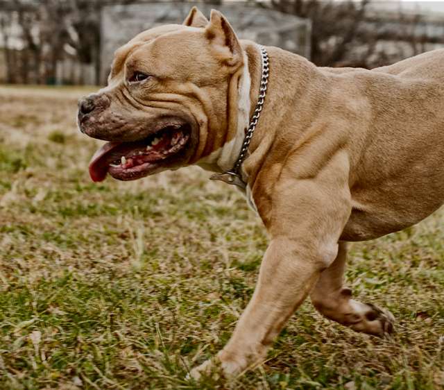 Best Food for Pitbulls 100 Organic High Protein & Fat
