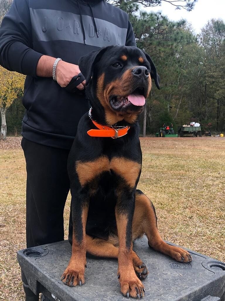 Baldo B.'s 8-month-old female Rottweiler sitting on a training box with her owner