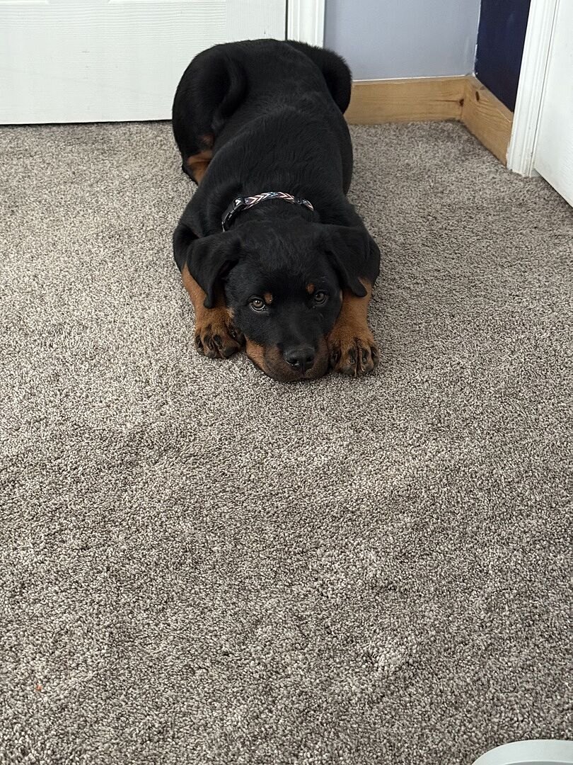 Betsy F.'s new Rottweiler puppy lying on the carpet