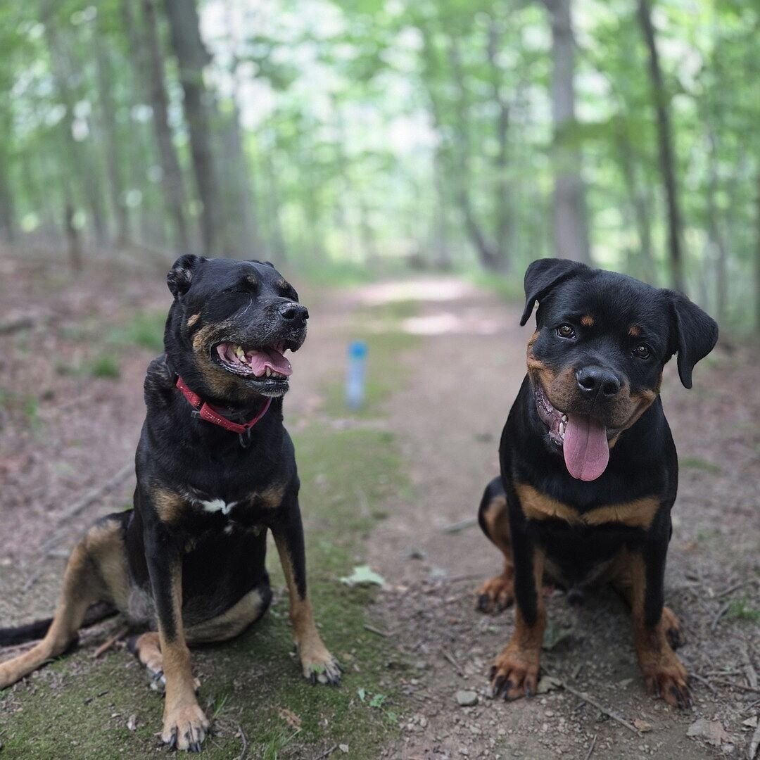 Edward F.'s two Rottweilers sitting on a forest trail