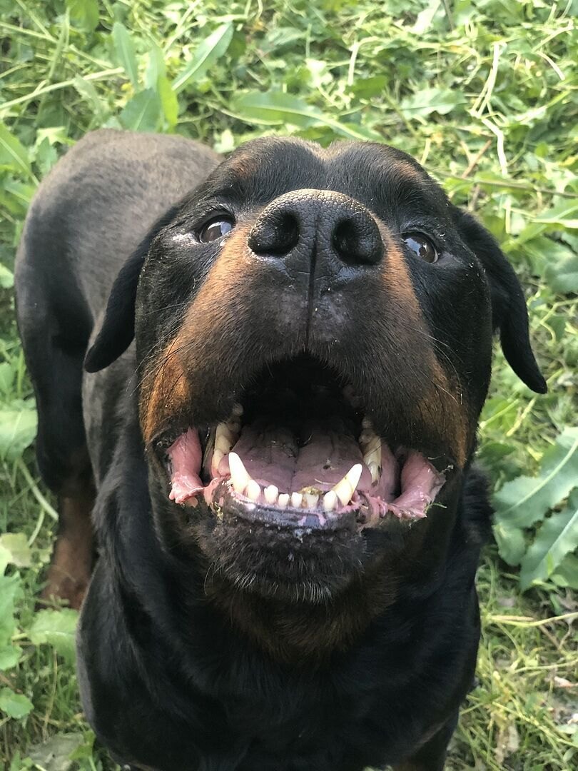 Gabriela P.'s Rottweiler looking up from the grass