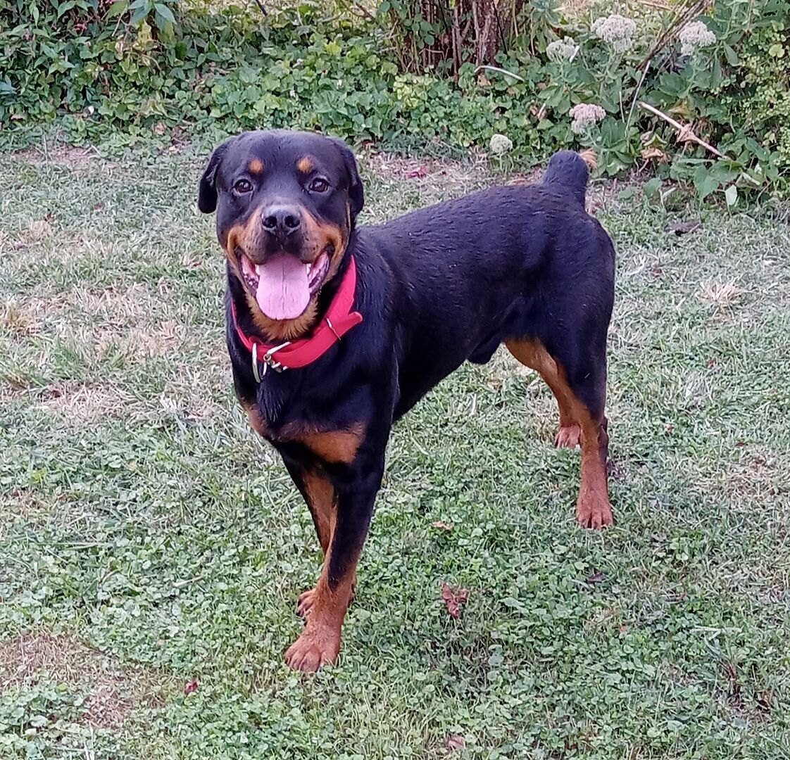 Myron H.'s Rottweiler standing in the yard, tongue out, red collar