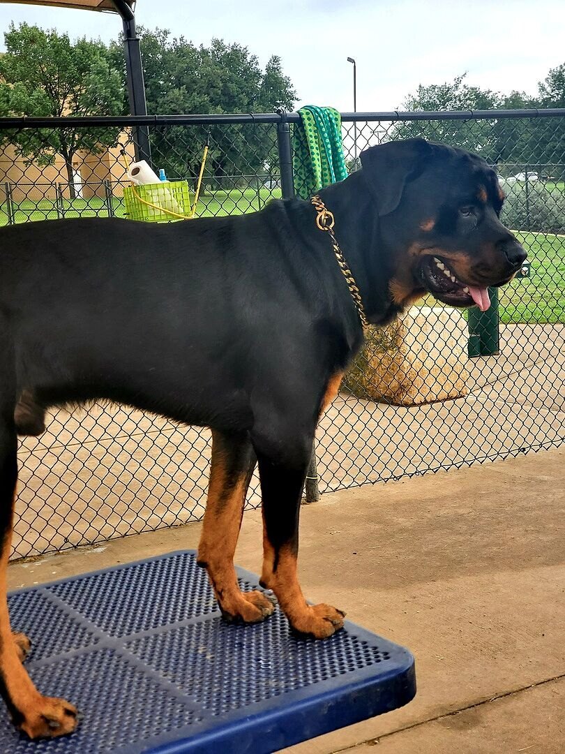 Sally A.'s Rottweiler standing full-body on a blue platform at a fenced training yard