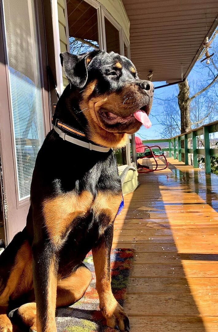 Schyler S.'s Rottweiler sitting on a sunny porch