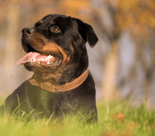 get high performance rottweiler food today