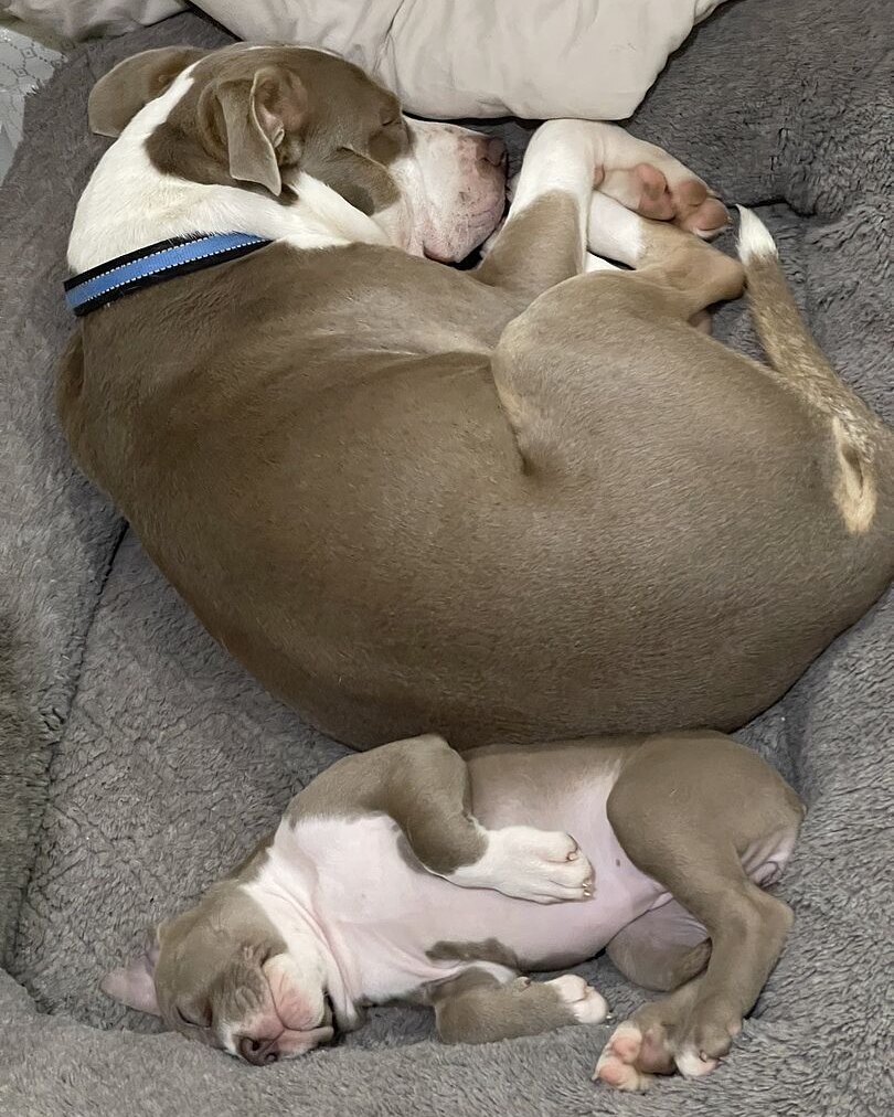 Alexis A.'s two pit bulls asleep together on a couch