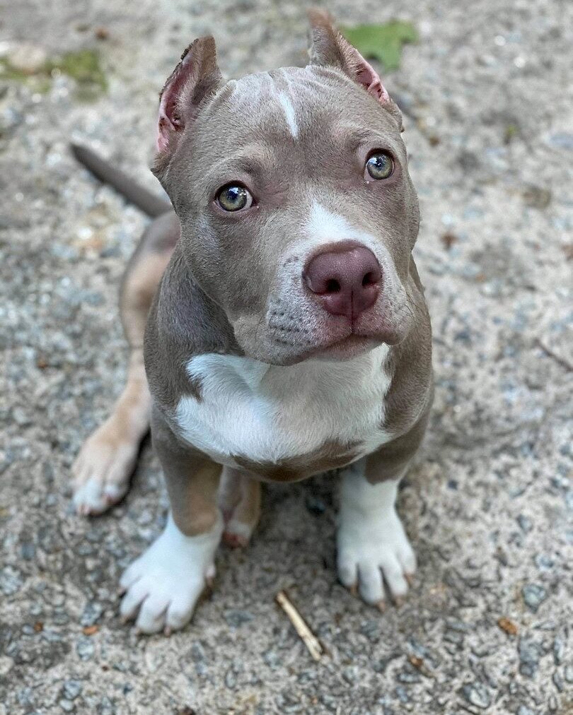 Brittany T.'s blue and white puppy sitting on gravel