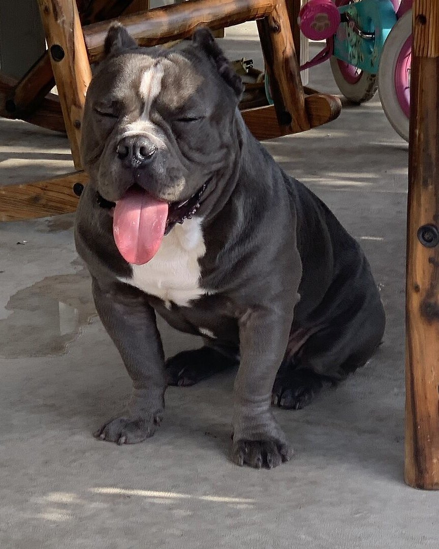 Jennifer T.'s blue and white bully, Ram, sitting under a table with his tongue out