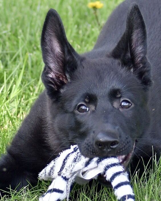 Jennifer W.'s black German Shepherd puppy chewing a zebra toy in the grass