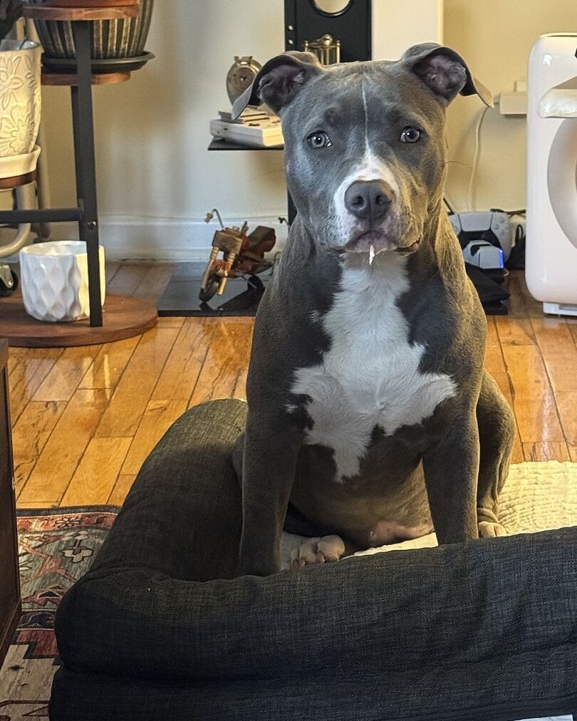 Jose A.'s blue and white pit bull sitting on a dog bed at home