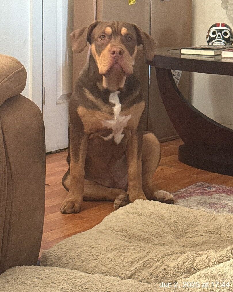 Michael C.'s brown XL Bully puppy sitting in a living room