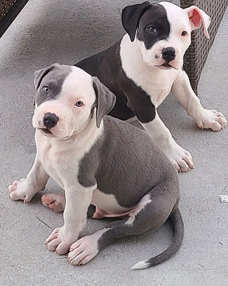 Sandra S.'s two bully puppies sitting on a patio