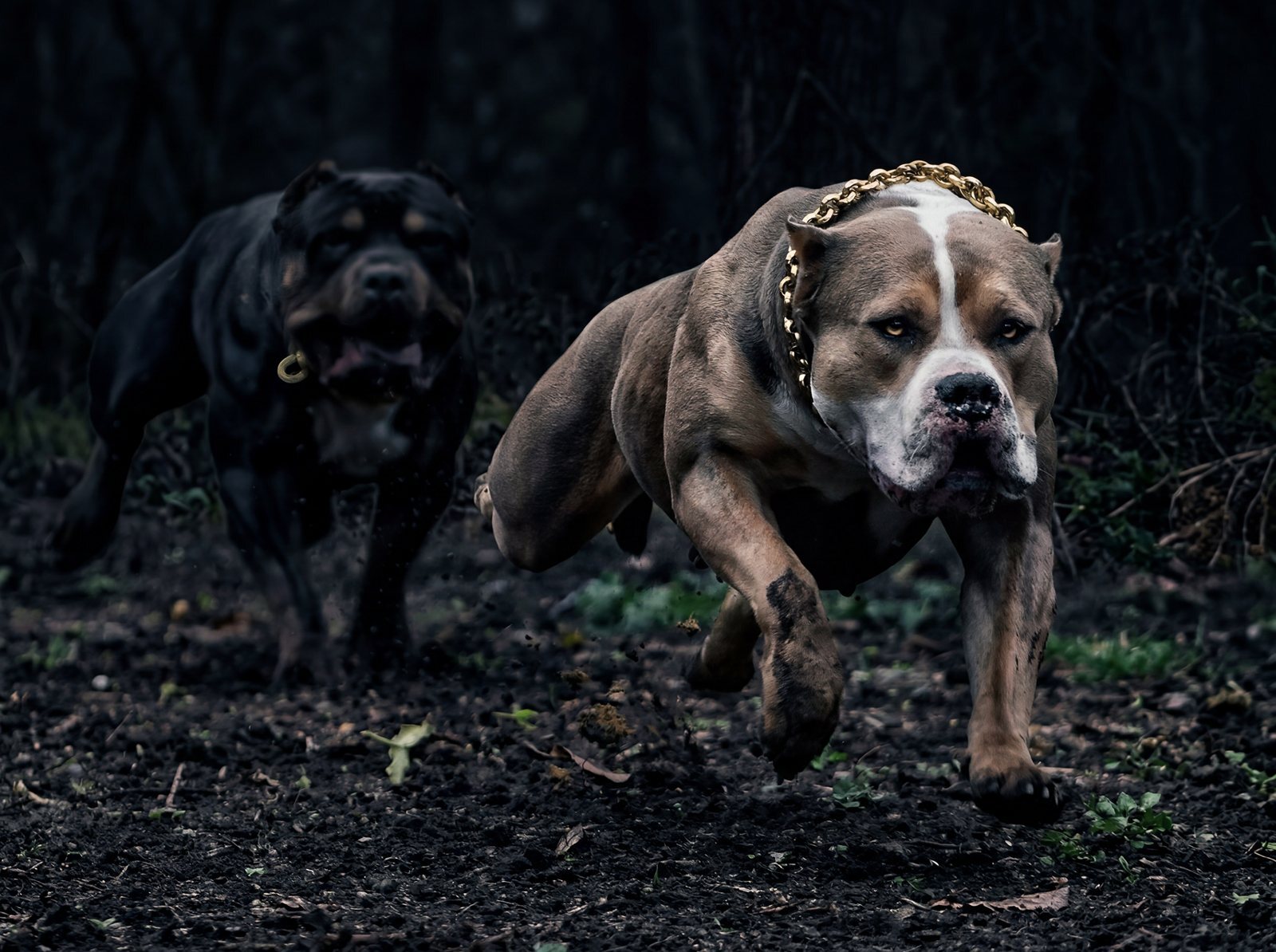 American Bullies in gold chains running through the woods, Incredibullz dogs