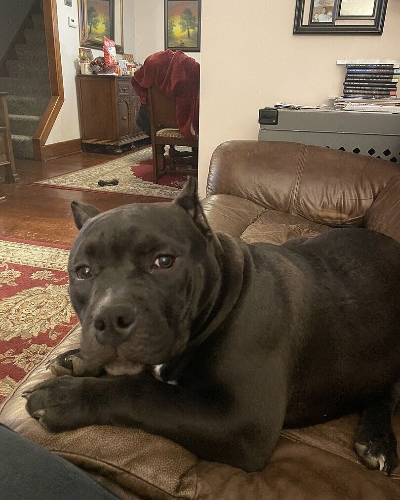 Christopher F.'s blue pocket bully lying on a leather couch
