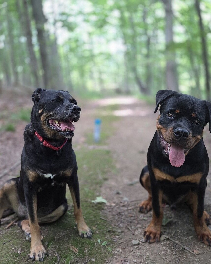 Edward F.'s two Rottweilers sitting on a wooded trail