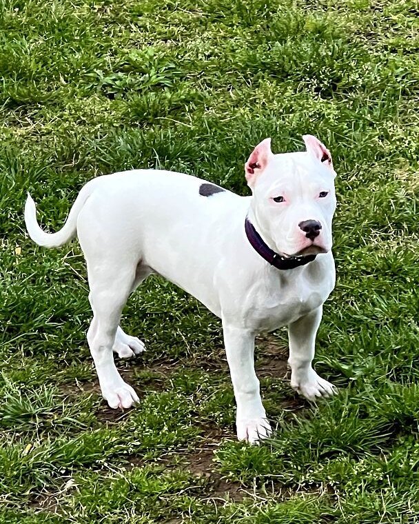 Eric T.'s white bully standing on the grass