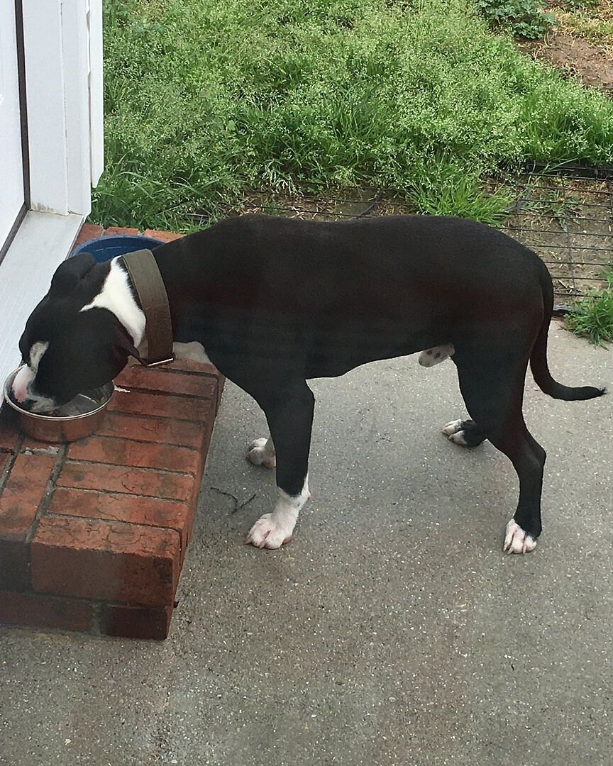 John K.'s black and white pit bull eating from a bowl on a porch