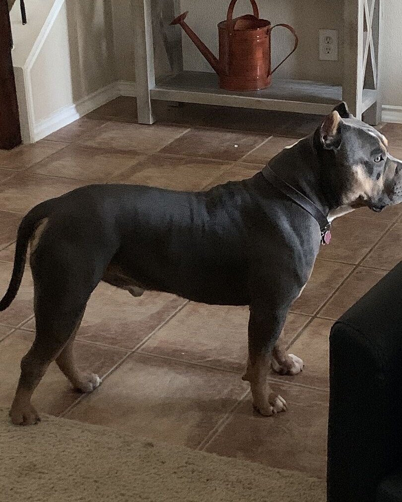 Kevin G.'s black bully standing on a tile floor