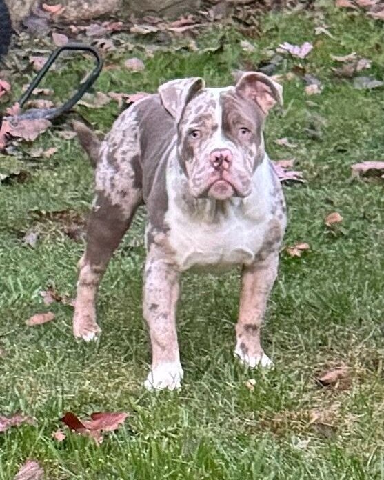 Taurino F.'s merle bully puppy standing on grass with leaves