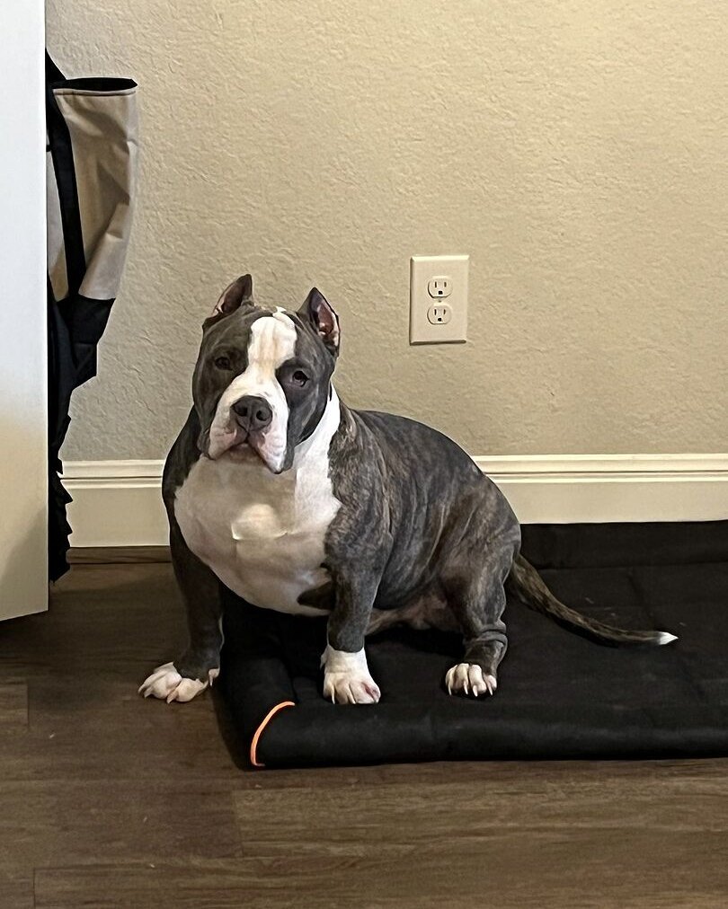 Vanessa F.'s blue and white bully sitting on a mat by a wall
