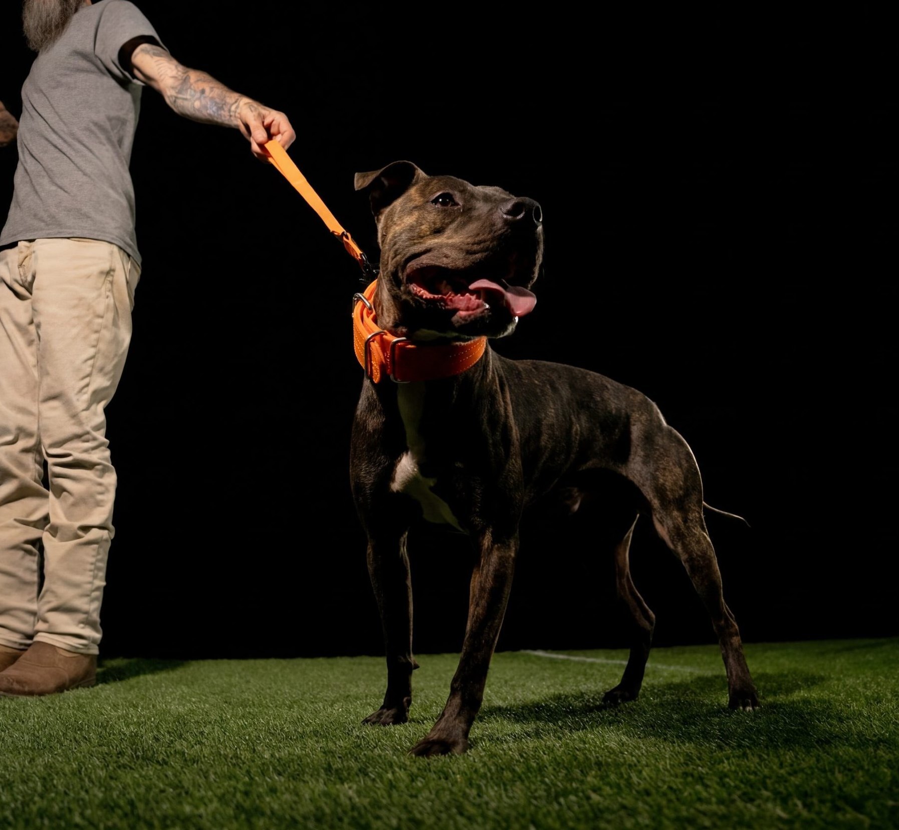 Aaron Wise's brindle American Pit Bull Terrier standing on turf in an orange Bully Max collar, leash held by Aaron Wise