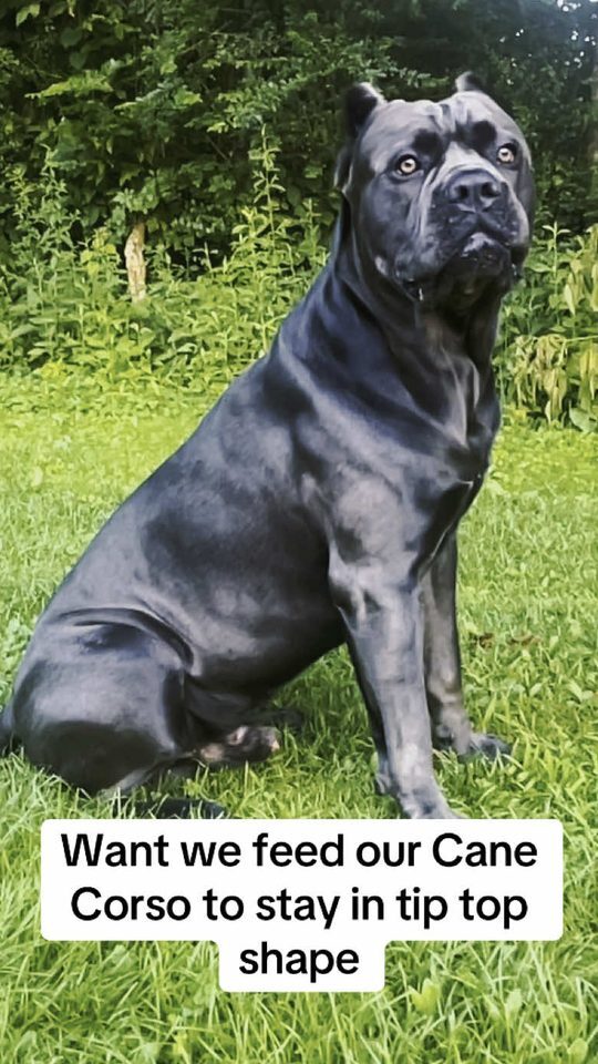 Black Cane Corso sitting on grass, caption: what we feed our Cane Corso to stay in tip top shape