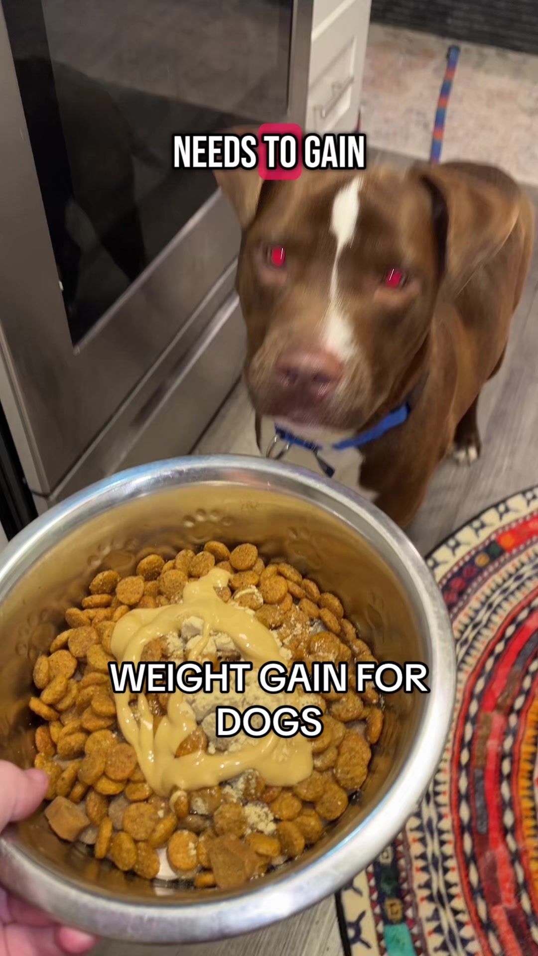 Brown dog waiting for a bowl of kibble topped with Liquid Weight Gain 2-in-1