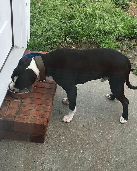 John K.'s black and white pit bull eating from a bowl on a porch