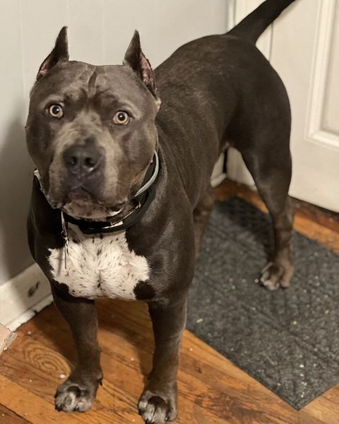 Jonathan W.'s gray and white bully standing on a wood floor