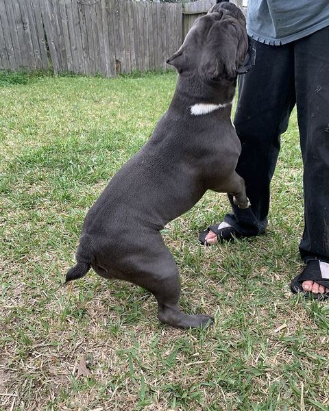 Louie L.'s gray bully standing up next to her owner in the yard