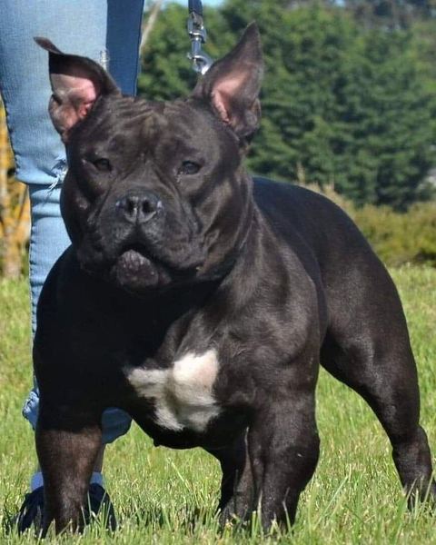 Mariah K.'s black American Bully with a white chest standing in the grass