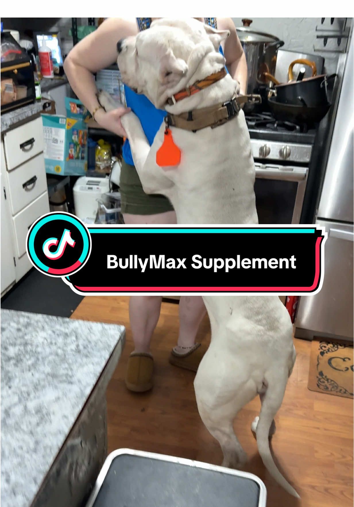White pit bull in a kitchen next to a Bully Max supplement